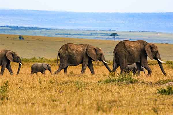 Chitwan Nemzeti Park