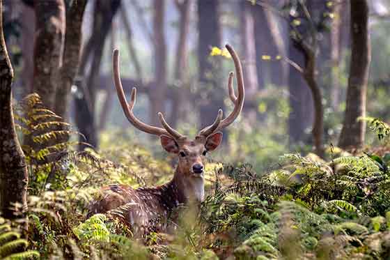 Chitwan Nemzeti Park