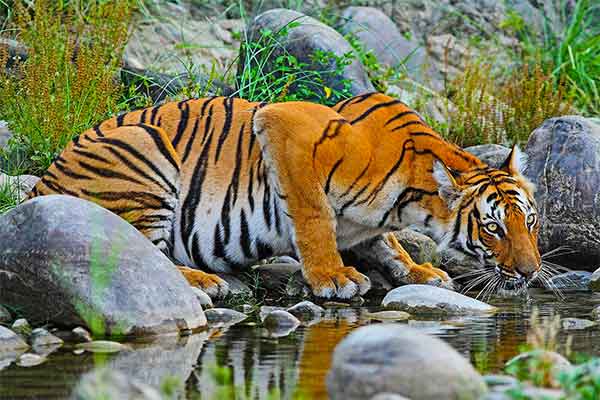 Chitwan Nemzeti Park
