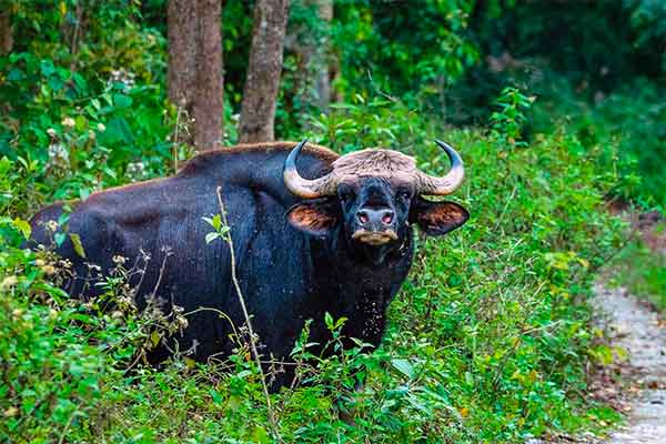 Chitwan Nemzeti Park