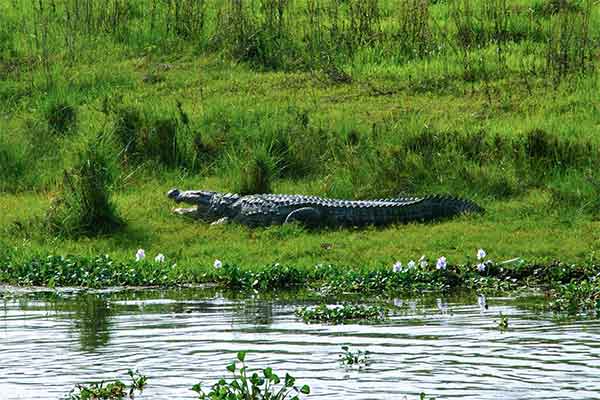 Chitwan Nemzeti Park