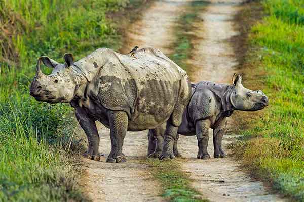 Chitwan Nemzeti Park