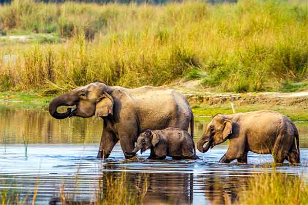 Chitwan Nemzeti Park