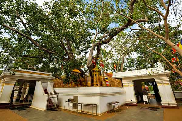 Jaya Sri Maha Bodhi