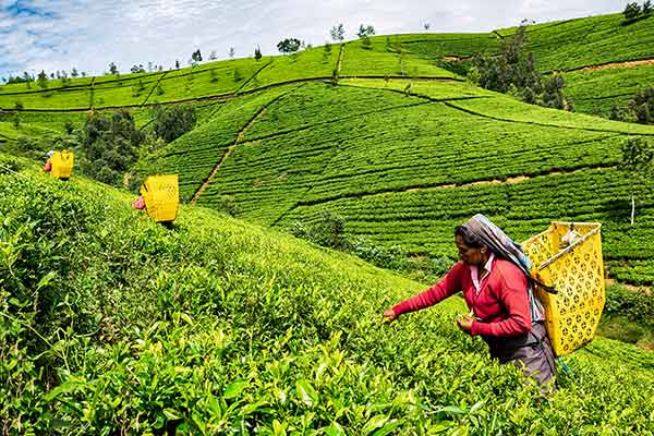 Nuwara Eliya