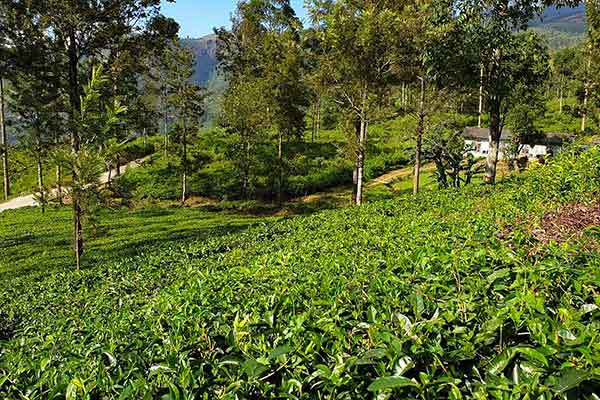 Nuwara Eliya