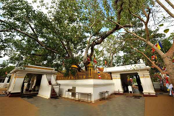 Jaya Sri Maha Bodhi